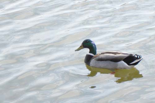 duck0452