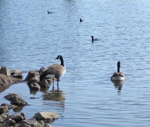 geese0451