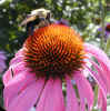 bee in a coneflower