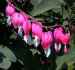Bleeding hearts I photographed at the gas station in Freeport ME
