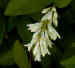 white bush flower