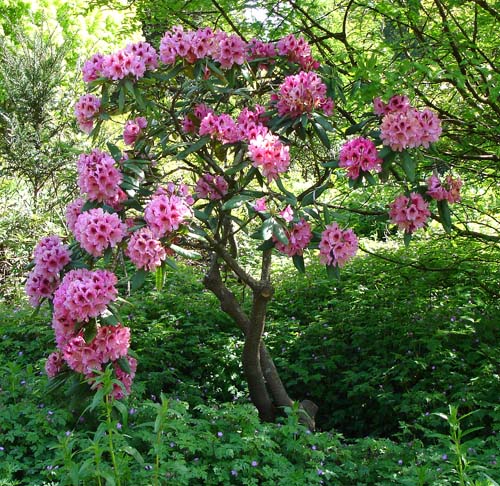 28rhododendron00385