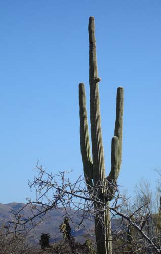 saguaronp2161