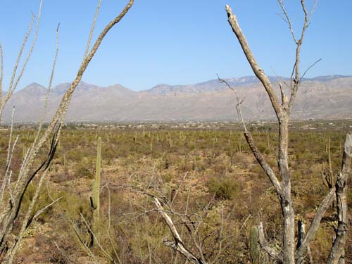 saguaronp2164