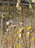 pantanoflowers02148