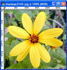 daisy image selected