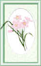 spring beauty