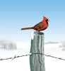 Cardinal