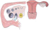 a depiction of the process of egg creation and ovulation