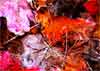 leaf paint