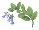 Bluebells, harbinger of spring in southern Indiana