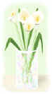 Calla Lilies