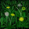 dandelion bed
