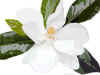 painted magnolia