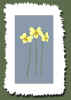 yellow violets