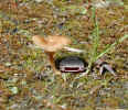 Camaro under a toadstool
