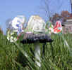Glass in the toadstool patch