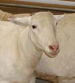 sheep05008