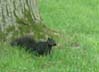 squirrel0030