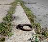 used to tie up horses!