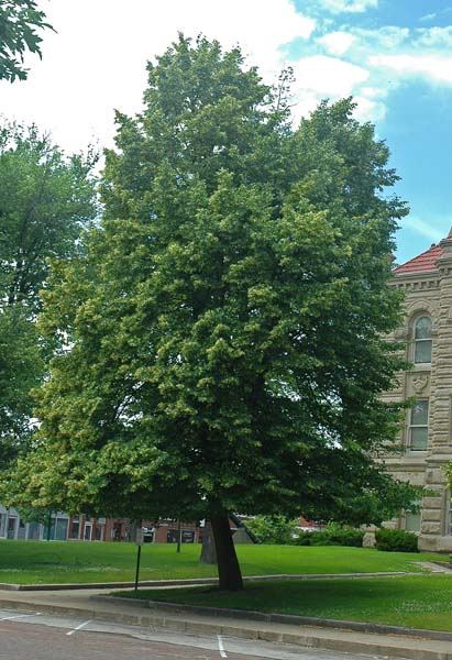 knoxtree0040