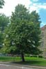 knoxtree0040