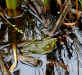 FROG1689.JPG (45359 bytes)