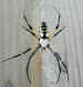 argiope, 8/01