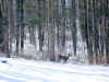 deer in the snow
