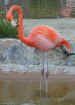 flamingo