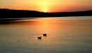 gulls on Terrence Bay