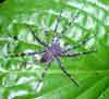 What kind of spider is this?