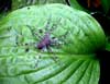 What kind of spider is this?