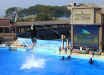 Shamu show