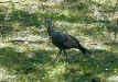 turkey in our backyard, 8/01