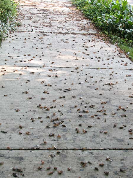 cicadasdead7139
