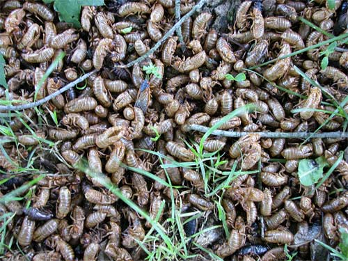 cicadasground7177