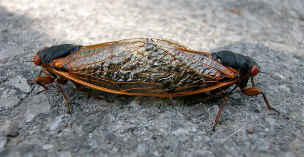 cicadasmating7173