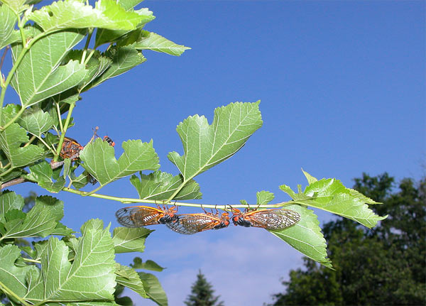 cicadasmulberry