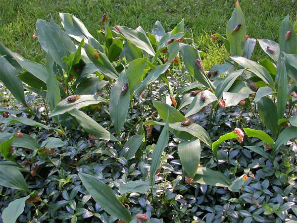 cicadasplants7135