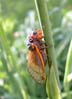 cicada7176