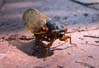 cicadabrick7166