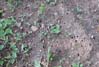 cicadaholes7148