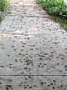 cicadasdead7139