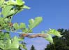 cicadasmulberry