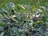 cicadasplants7135