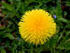 dandelion