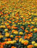 marigolds