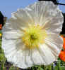 white flower