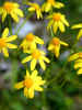 yellow daisies